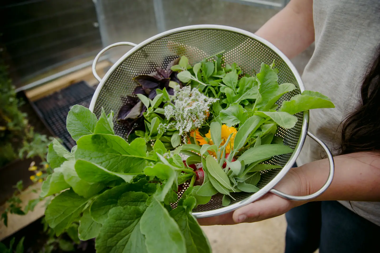 A colander of fresh leaves and edible flowers